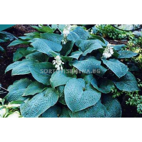 Хоста - Hosta True Blue - 1 бр