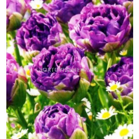 лале Double late Blue Wow 