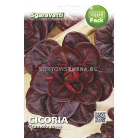 Семена Цикория (Chicory) Grumolo Rosso`SG