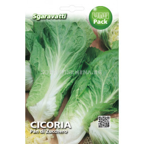 Семена Цикория (Chicory) Pan di Zucchero`SG