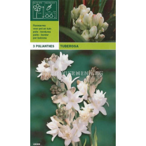 тубероза - Polianthes tuberosa