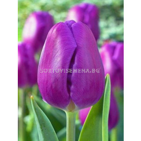 Лале (Tulip) Triumph Purple Flag
