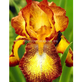 Ирис жълт на точки / iris germanica spotted yellow / 1 оп