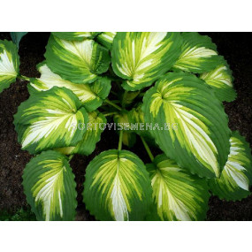 Хоста Картина на война / Hosta Warpaint / 1 бр