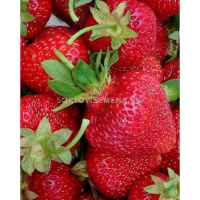 ягоди (Strawberry) Zenga Zengana
