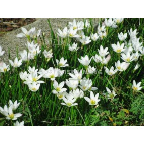 Зефирантес бял candida