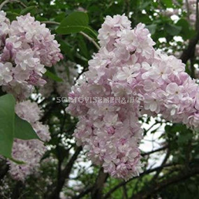 Люляк (Syringa Vulgaris Beauty of Moscow)	