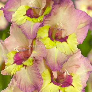 Гладиол /Gladiolus 'Sapporo' / - sortovisemena.bg Гладиол /Gladiolus 'Sapporo' /