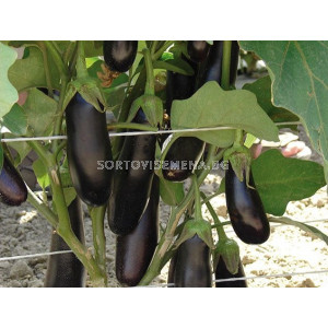 Патладжан Дестан F1-Destan F1 (дълъг 20 см) - 500 бр. семена - sortovisemena.bg Патладжан Дестан F1-Destan F1 (дълъг 20 см) - 500 бр. семена