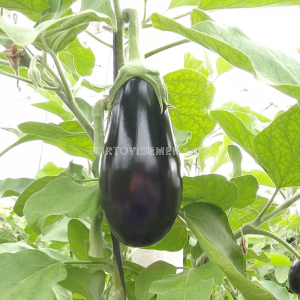 СЕМЕНА ПАТЛАДЖАН ЧЕРЕН EX-EGP10 500С - sortovisemena.bg СЕМЕНА ПАТЛАДЖАН ЧЕРЕН EX-EGP10 500С