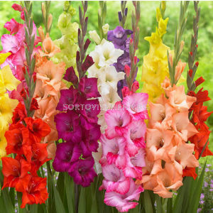 Гладиоли микс/ large-flowered mixed - 1 брой - sortovisemena.bg Гладиоли микс/ large-flowered mixed - 1 брой