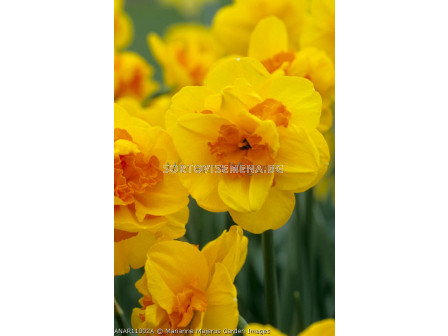 Нарцис( Narcissus Monza) 1 оп - 5 бр