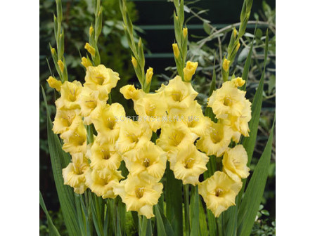 Гладиол Gladiolus Jacksonville Gold1 бр