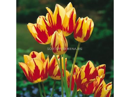 Лале /Tulip Colour Spectacle/ 11/12