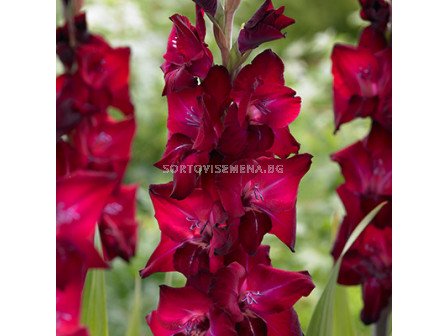 Гладиол / Gladiolus 'Tavira' / 