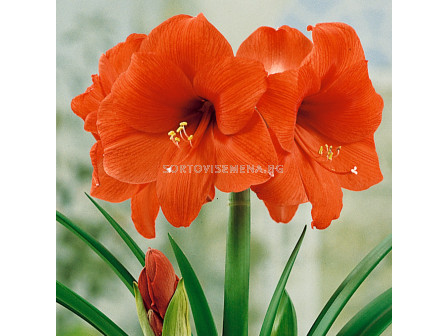 Амарилис /Hippeastrum 'Orange Souvereign' /1 бр