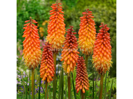 Книфофия /Kniphofia Alcazar/ 1 бр