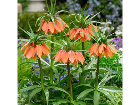 Фритилария /Fritillaria 'Brahms'/ 1 бр