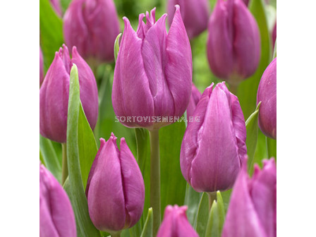 Лале /Tulip Purple Elegance/ 11/12