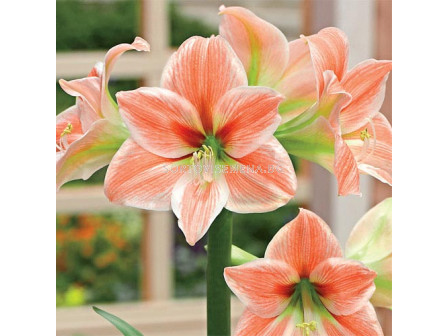 Амарилис /Hippeastrum galaxy 'Apricot Parfait'/ 1 бр