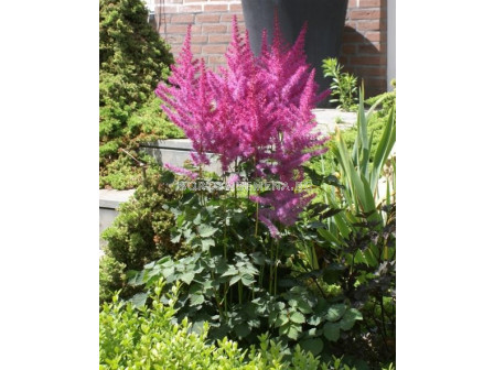 Астилбе / Astilbe To Have and to Hold / 1 бр