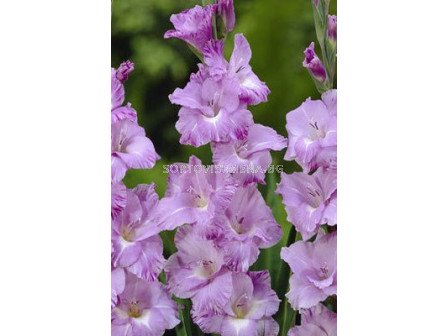 гладиол (Gladiolus) Her Majesty 