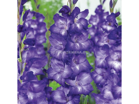 Гладиол /Gladioli Blue Isle/ 1 бр