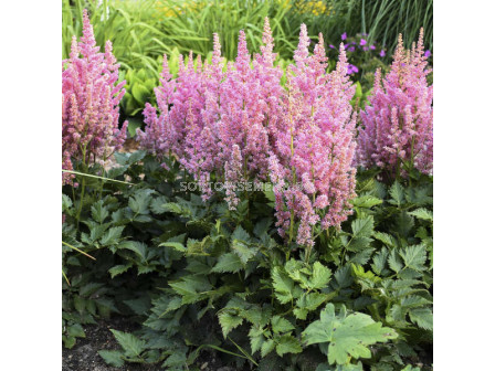 Астилбе /Astilbe 'Vision in pink'/ 1 бр