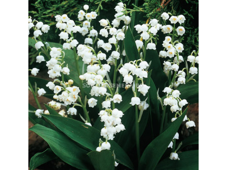 Момина сълза бяла - Convallaria Majalis White - 5 бр.