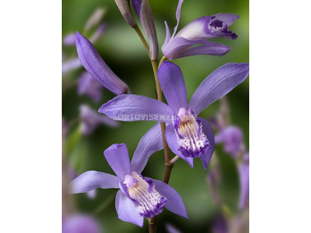 Земна орхидея / Bletilla blue dragon / 1 бр