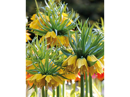 Фритилария /Fritillaria imperialis Maxima Lutea'/ 1 бр