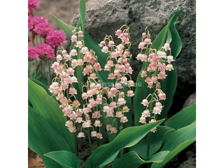 Момина сълза кичеста /Convallaria rosea /