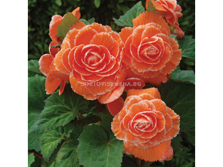 Бегония Лейс Априкот /  Begonia Lace apricot / 1 бр