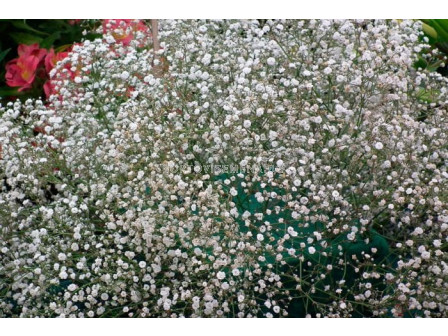 Гипсофила бяла / Gypsophila alba / 2 бр 