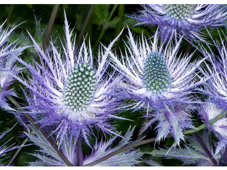 Морска падуба /Eryngium alpinum/ 1 бр