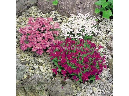 Родохипоксис микс / Rhodohypoxis mix / 5 бр 
