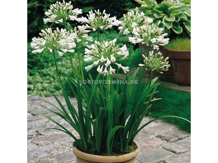 Агапантус / Agapanthus umbellatum white / 1 бр