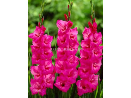 гладиол (Gladiolus) Fidelio