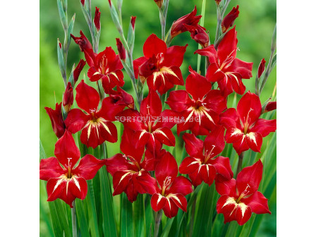 Гладиол /Gladiolus primulinus 'Claudia'/