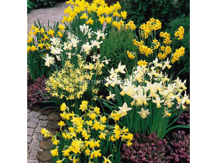 Нарцис /Narcissi dwarf mix/ 