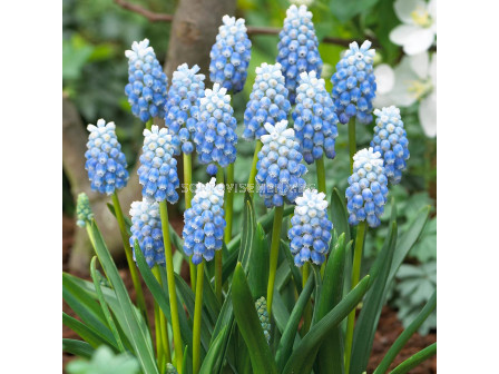 Мускари /Muscari 'Peppermint'/ 1 бр