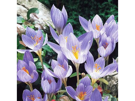 Минзухар (Crocus) Speciosus Conqueror - 1бр