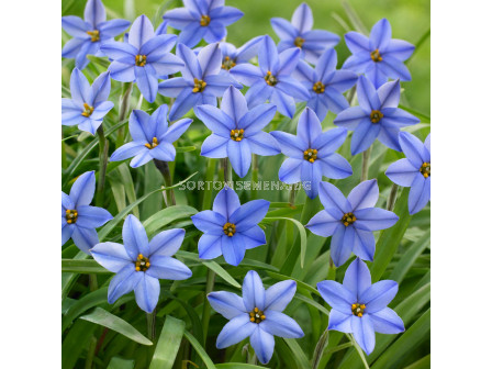 Ифейон /Ipheion uniflorum 'Jessie'/ 1 бр