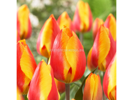 Лале /Tulips 'Bright Flair' / 1 бр