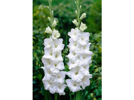 Гладиол (Gladiolus) Essential