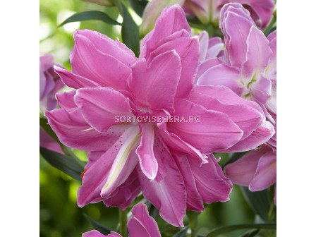 Лилия lotus wonder фото