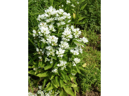 Камбанки бяла / campanula glomerata alba / 1 бр коренище 