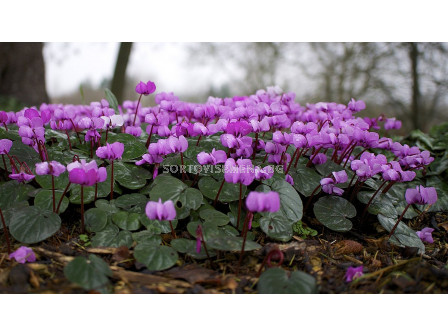 Циклама /Cyclamen coum/ 1 бр