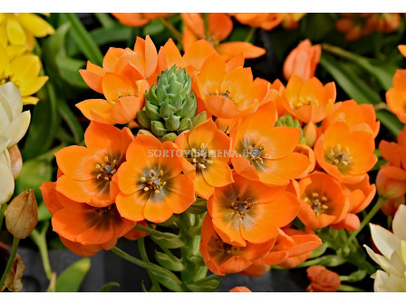 Гарвански лук /Ornithogalum dubium/ 1 бр