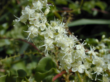 Марейска лоза /Anredera cordifolia/ 10 бр